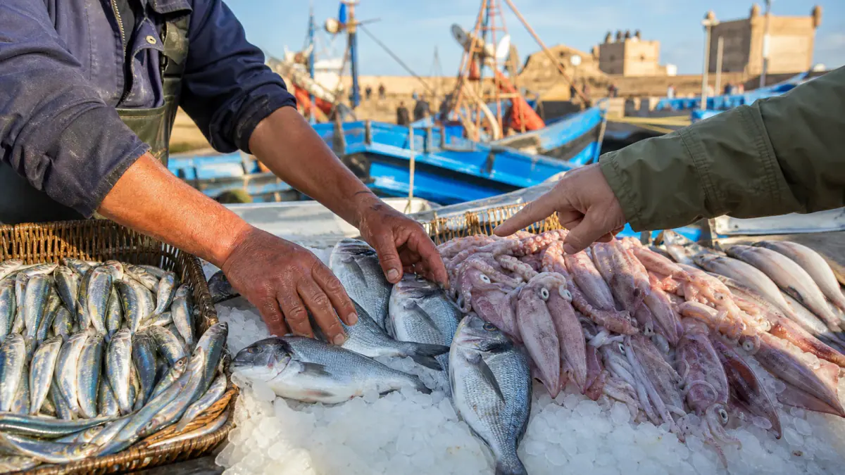 Fresh fish displayed at Essaouira port with blue fishing boats behind