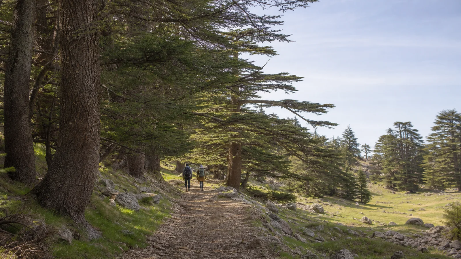 Two hikers following a path through an Atlas cedar forest in Morocco’s Middle Atlas