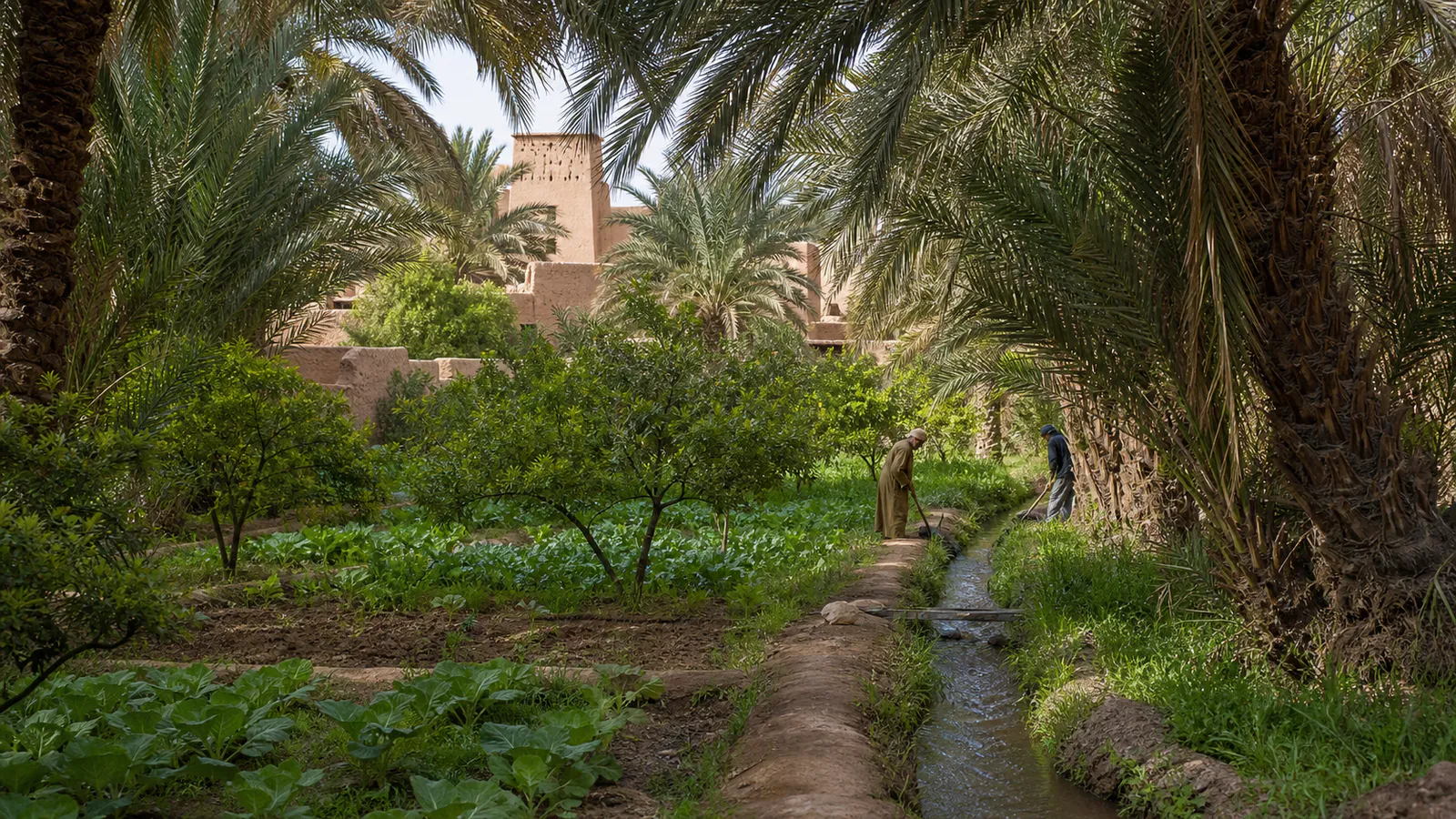 Farmers maintaining an irrigation channel beneath date palms in a southern Moroccan oasis